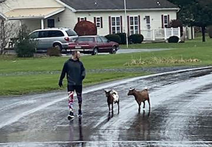 Relay runner joined by two dogs.